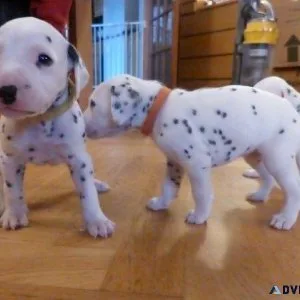 Lovely Dalmatian Puppies