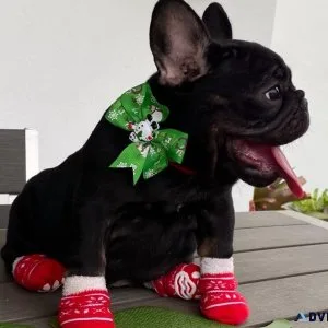 French Bulldog females