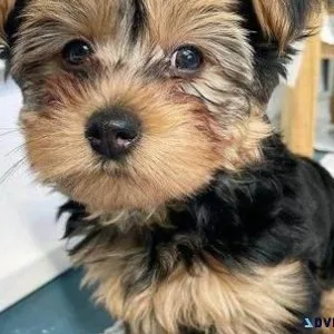 yorkshire terrier puppies california