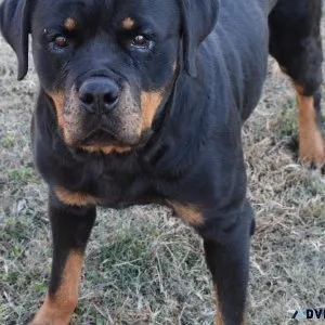Big Female Rottweiler
