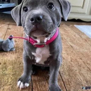 Staffordshire Bull Terrier Puppies