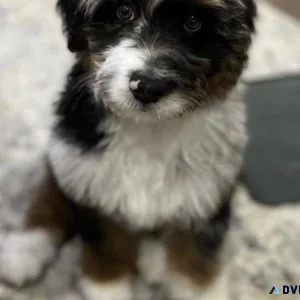 Cute Aussiedoodle Pups