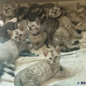 Bengal Kittens