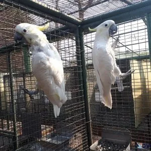 Tamed young talking Cockatoos for sale