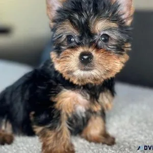 Teacup yorkie available for adoption