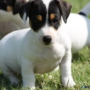 Gorgeous Jack Russel Terrier puppies