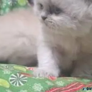 Munchkin and Persian babies