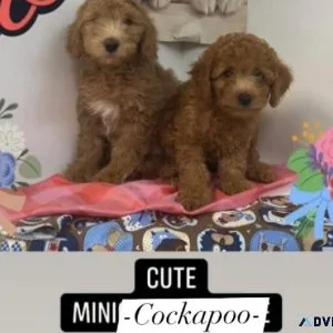 Gorgeous puppies for sale in miami305-266-7324