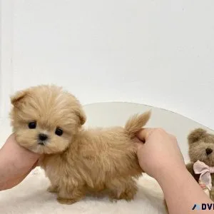 Tcup Maltipoo Puppies