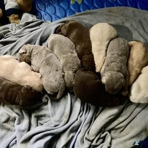 AKC Labrador Retriever Puppies