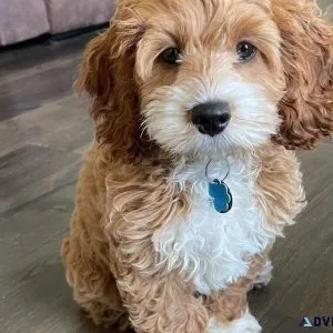 Adorable Mini Goldendoodle Pups