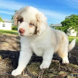 Adorable Australian Shepherd Pups
