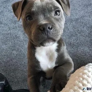 Staffordshire Bull Terrier Puppies