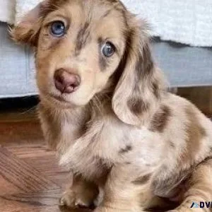 Miniature Dachshund Puppies