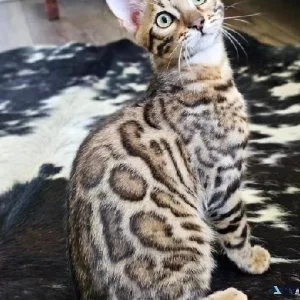 TICA registered bengal kittens