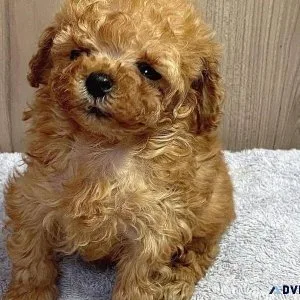 Teacup poodle Yorkie