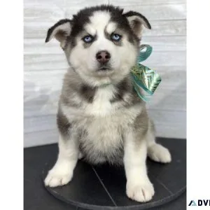 Beautiful Siberian Husky Black and white.