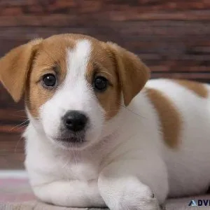 Jack Russell Terrier Puppies