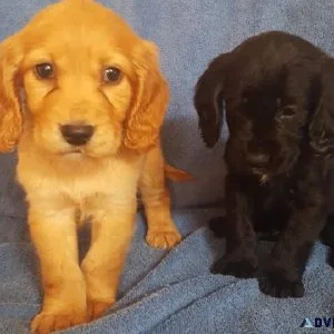 Gorgeous Cocker Spaniel puppies