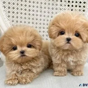 Tcup Maltipoo Puppies
