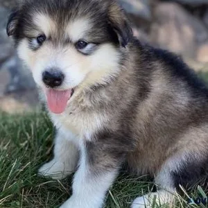 Home raised Alaskan Malamute puppies for sale