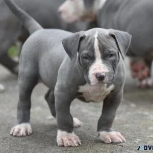 Home raised American Pit Bull Terrier Puppies