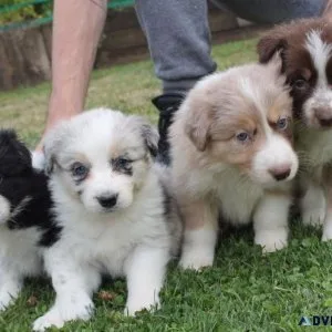 Cute border collie puppies