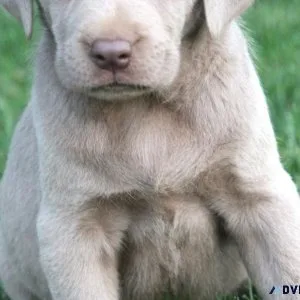 Labrador Retriever Pups AKC