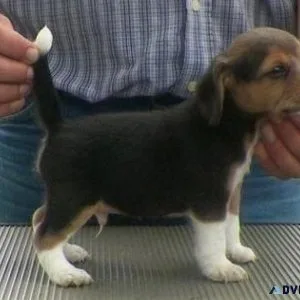 Brittany Puppies