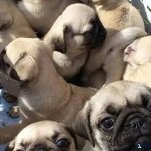 PUG PET REHOMING