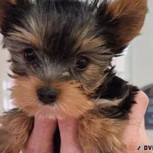 yorkie puppies for sale in jonesboro arkansas