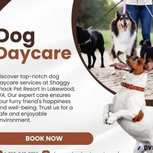 Trusted Dog Daycare Services Near Me for Happy Pups