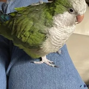 Quaker Parrot