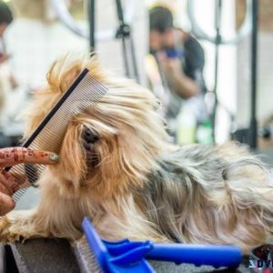 Dog Grooming in Nagpur Dog Baths Haircuts Nail Trimming