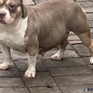 American Bully Puppies