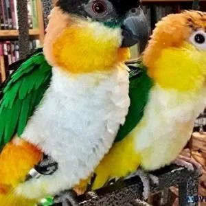 Rare Amazon Parrots