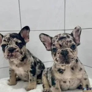 Fluffy Frenchy Pups