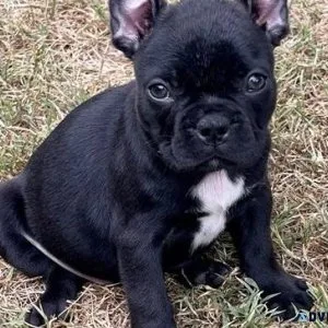 Healthy French Bulldog puppies ready