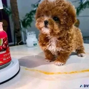 Cavapoo Puppies Ready