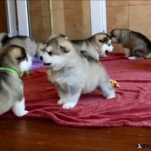 Registerd Alaskan Malamutes puppies for sale male and female