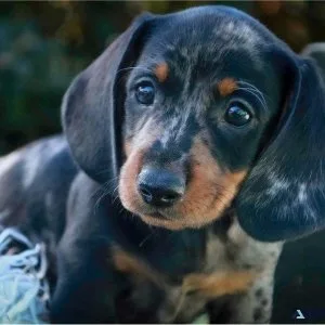 Miniature Dachshunds