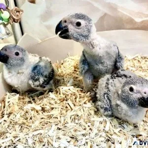Still Handfeeding Baby Congo African Grey Parrots