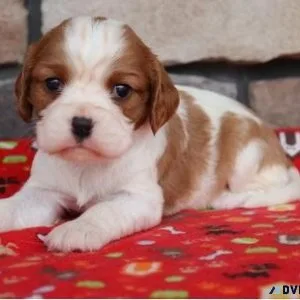 Cavalier King Charles Puppies