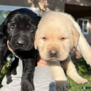 Beautiful AKC Lab puppies.