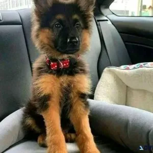 Active German Shepherds