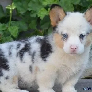 Lovely Pembroke Welsh Corgi Pups