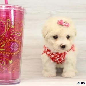 Amazing Micro Teacup Poodle Puppy