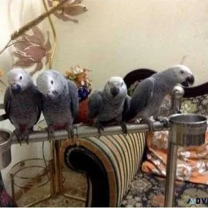 AFRICAN GREY PARROT FOR SALE
