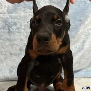 Doberman Pinscher Puppies