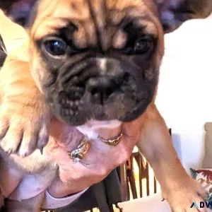 FRENCHTON PUPPIES